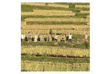 2023年度「上山棚田の稲株主制度＜1口100株＞」【1275810】