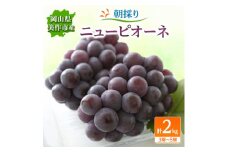 朝採りニューピオーネ2kg(3房～5房)【1117968】