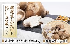 厳選しいたけ約250gとコロ蔵1個セット【1154812】