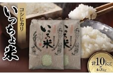 コシヒカリ　いっちょ米(5kg×2袋)【1536084】