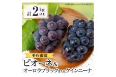 美作市産ピオーネ&オーロラブラックまたはクイーンニーナ2kg以上【1294330】