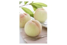2026年 岡山白桃ロイヤル(1箱3玉)800g【1611258】