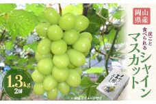 岡山県産シャインマスカット1.3kg(2房)【1615817】
