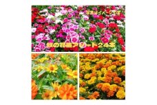 秋の花苗セット24ポット【1624795】