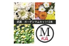 武蔵　ガーデンマムセット12ポット【1624914】