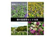 武蔵　春凄草宿根草セット(はるすごそう　しゅっこんそう)【1624827】