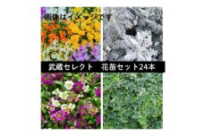 武蔵セレクト　初冬の花苗セット24ポット【1624920】