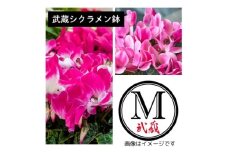武蔵シクラメン18cm　1鉢【1625225】