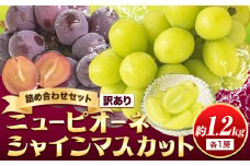 【先行予約】訳あり シャインマスカット・ニューピオーネ 詰め合わせ 約1.2kg 2房《9月中旬-11月上旬頃出荷》岡山県 浅口市 果物 送料無料 岡山 くだもの ぶどう 葡萄 マスカット フルーツ デザート 優品