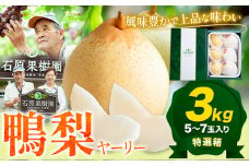 【先行予約】梨 なし 鴨梨 ヤーリー 梨 贈答箱 3kg (5～7玉入り) 石原果樹園 《2025年11月中旬-2026年1月上旬頃より発送予定》岡山県 浅口市 果物 フルーツ お取り寄せ お取り寄せフルーツ 送料無料