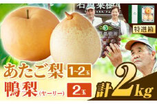 【先行予約】梨 なし 2kg 梨 あたご梨 1玉 2玉 鴨梨 2玉 贈答箱 石原果樹園 くだもの フルーツ 《2025年11月中旬-2026年1月上旬頃より発送予定》岡山県 浅口市 岡山県産 果物 フルーツ 梨 詰め合わせ 贈答用