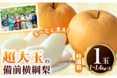 【2025年 先行予約】梨 横綱梨 超大玉 1玉 約1kg~1.4kg 特選箱 石原果樹園 《2025年11月中旬-1月上旬頃より発送予定》岡山県 浅口市 フルーツ 果物 ギフト 贈り物 国産 岡山県産 送料無料