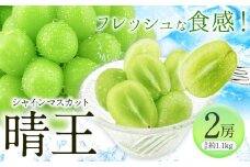 【先行予約】シャインマスカット 晴王 2房(約1.1kg)《2025年9月上旬-10月上旬頃出荷(土日祝除く)》 田口青果 マスカット 送料無料 岡山県 浅口市 シャインマスカット ぶどう フルーツ 果物 贈り物 ギフト 国産 岡山県産 くだもの 果物 青果物【配送不可地域あり】