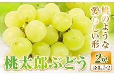 【2025年先行予約】桃太郎ぶどう 2房 480g × 2 ウィズフラワーホールディングス《2025年8月下旬-10月中旬頃出荷》岡山県 浅口市 ぶどう フルーツ 旬 果物 国産 岡山県産 送料無料 冷蔵 【配送不可地域あり】（北海道・沖縄・離島）