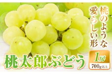 【2025年先行予約】桃太郎ぶどう 1房 700g ウィズフラワーホールディングス《2025年8月下旬-10月中旬頃出荷》岡山県 浅口市 ぶどう フルーツ 旬 果物 国産 岡山県産 送料無料 冷蔵 【配送不可地域あり】（北海道・沖縄・離島）