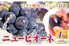 【2025年先行予約】ニューピオーネ 4房 2kg ウィズフラワーホールディングス《2025年9月上旬-10月中旬頃出荷》岡山県 浅口市 ぶどう ピオーネ フルーツ 旬 果物 国産 岡山県産 送料無料 冷蔵【配送不可地域あり】（北海道・沖縄・離島）
