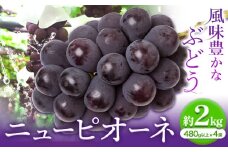 【2025年先行予約】ニューピオーネ 1房480ｇ以上 約2kg ４房 株式会社山博(中本青果)《2025年8月下旬-10上旬頃出荷》岡山県 浅口市 ぶどう フルーツ 旬 果物 国産 岡山県産 送料無料【配送不可地域あり】