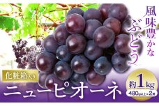 【2025年先行予約】ニューピオーネ 1房480ｇ以上 約1kg 2房 化粧箱入り 株式会社山博(中本青果)《2025年8月下旬-10月上旬頃出荷》岡山県 浅口市 ぶどう フルーツ ギフト 贈答用 旬 果物 国産 岡山県産 送料無料【配送不可地域あり】