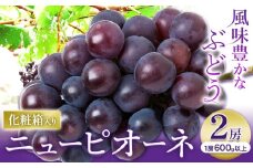 【2025年先行予約】ニューピオーネ 1房600ｇ以上 2房 化粧箱入り 株式会社山博(中本青果)《2025年8月下旬-10月上旬頃出荷》岡山県 浅口市 ぶどう フルーツ ギフト 贈答用 旬 果物 国産 岡山県産 送料無料【配送不可地域あり】