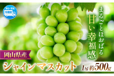 【2025年先行予約】岡山県産 シャインマスカット  約500g ( 1房 )  クール便 晴れの国 おかやま館(フルーツランド岡山) 《2025年8月下旬-10月中旬頃出荷》岡山県 浅口市【配送不可地域あり】（離島） st-p