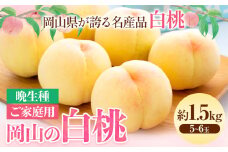 【令和7年度先行予約】【ご家庭用】 岡山の白桃 （晩生種）  約1.5kg 晴れの国 おかやま館(つむぐ株式会社) 《2025年8月上旬-9月中旬頃発送》岡山県 浅口市 白桃 桃 果物【配送不可地域あり】（離島） st-p