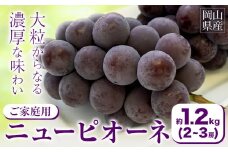 【2025年先行予約】ご家庭用 岡山県産 ニューピオーネ 約1.2kg 2-3房 晴れの国 おかやま館(つむぐ株式会社)《2025年8月下旬-10月下旬頃出荷》岡山県 浅口市 マスカット ぶどう 葡萄 果物 フルーツ 送料無料【配送不可地域あり】（離島） st-p