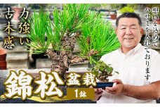 盆栽 錦松 1鉢 盆栽 古城愛朋園《90日以内に出荷予定(土日祝除く)》岡山県 浅口市 送料無料 盆栽
