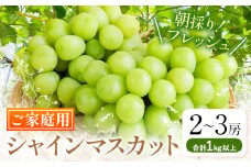 ご家庭用 シャインマスカット 2-3房 (合計1kg以上) OEC KINGDOMぶどう家《8月下旬-10月中旬頃出荷》岡山県 浅口市 ぶどう 果物 訳あり【配送不可地域あり】（離島）