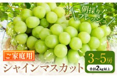 ご家庭用 シャインマスカット 3-5房 (合計2kg以上) OEC KINGDOMぶどう家《8月下旬-10月中旬頃出荷》岡山県 浅口市 ぶどう 果物 訳あり【配送不可地域あり】（離島）