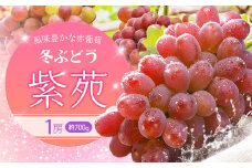 【2025年先行予約】冬ぶどう「紫苑」1房約700g 環山堂株式会社《2025年10月下旬-12月上旬頃出荷》岡山県 浅口市 冬ぶどう ぶどう 果物 フルーツ 送料無料【配送不可地域あり】