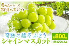 奇跡の越冬ぶどう シャインマスカット 1房 (800g以上) 五果苑《2024年11月上旬-2025年4月中旬頃出荷》越冬ぶどう フルーツ 果物 岡山県 浅口市 送料無料 【配送不可地域あり】
