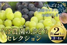 ぶどう セレクション 約 2kg ( 3～4房 ) くぼ農園 【2025年先行予約】《2025年9月上旬-11月下旬頃出荷》マスカット 送料無料 岡山県 浅口市 マスカット フルーツ 果物 贈り物　シャインマスカット ニューピオーネ 瀬戸ジャイアンツ
