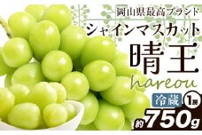 ぶどう [2025年先行予約] シャインマスカット 晴王 1房約750g《2025年9月中旬-11月上旬頃出荷》ハレノスイーツ 岡山中央卸売市場店 マスカット 送料無料 岡山県 浅口市 フルーツ 果物 贈り物 ギフト 国産 【配送不可地域あり】 st-p