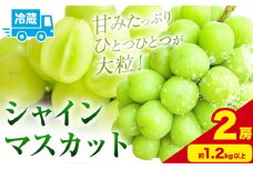 シャインマスカット 約600g以上 (2房) 黒川農園《10月上旬-11月中旬頃出荷》 ぶどう 送料無料 岡山県 浅口市 ぶどう フルーツ 果物 くだもの【配送不可地域あり】