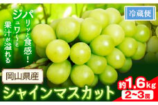 シャインマスカット 1.6kg以上(2-3房)【配送不可地域あり】 花田青果株式会社《2025年9月上旬-10月末頃出荷》マスカット 送料無料 岡山県 浅口市 シャインマスカット ぶどう フルーツ 果物 贈り物 ギフト