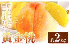 黄金桃 約2kg  花田青果株式会社《8月下旬-9月中旬頃出荷》岡山県 浅口市 黄桃 桃 もも 旬 フルーツ 果物 【配送不可地域あり】（離島）