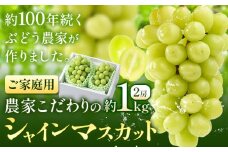 シャインマスカット ご家庭用 農家こだわりの シャインマスカット 2房  約1kg 《2025年9月中旬-10月末頃出荷(土日祝除く)》 Nini farm マスカット 送料無料 岡山県 浅口市 フルーツ 果物 贈り物 国産 岡山県産 くだもの 果物 青果物