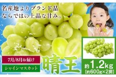 【先行予約】シャインマスカット 晴王 1.2kg ハレノフルーツ(アストライ)《2025年7月上旬-9月中旬頃出荷》岡山県 浅口市 送料無料 フルーツ 果物 マスカット お取り寄せフルーツ【配送不可地域あり】 st-p
