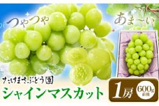 シャインマスカット 1房 たけまさぶどう園 先行予約《2025年9月上旬-10月中旬頃出荷》岡山県 浅口市 フルーツ デザート おやつ マスカット 果物 国産 岡山県産 くだもの 青果物 送料無料【配送不可地域あり】(離島)