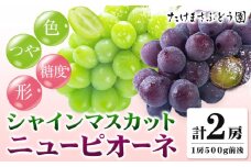 ニューピオーネ 1房 シャインマスカット 1房 500g 前後 たけまさぶどう園 先行予約《2025年8月上旬-10月中旬頃出荷》岡山県 浅口市 フルーツ デザート おやつ マスカット ぶどう 果物 国産 岡山県産 くだもの 青果物 送料無料【配送不可地域あり】(離島)