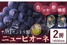 ニューピオーネ 2房(1房500g前後) たけまさぶどう園 《2024年7月中旬-10月中旬頃出荷》岡山県 浅口市 送料無料 フルーツ 果物 岡山県産 青果物 お取り寄せフルーツ 岡山産 ふるさと納税 ピオーネ 岡山 ふるさと納税 ぶどう 岡山【配送不可地域あり】(離島)