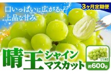 【3ヶ月定期便】ぶどう シャインマスカット 晴王 600g 1房 マスカット岡山《2025年7月上旬-9月末頃出荷》岡山県 浅口市 送料無料 フルーツ 果物 マスカット お取り寄せフルーツ【配送不可地域あり】 st-p