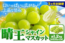 【3ヶ月定期便】ぶどう シャインマスカット 晴王 1.2kg 2房 ハレノフルーツ(アストライ)《7月上旬-9月末頃出荷》岡山県 浅口市 送料無料 フルーツ 果物 マスカット お取り寄せフルーツ【配送不可地域あり】 st-p
