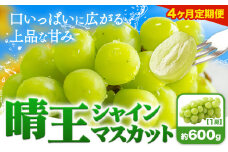 【4ヶ月定期便】ぶどう シャインマスカット 晴王 600g 1房 ハレノフルーツ(アストライ)《7月上旬-10月末頃出荷》岡山県 浅口市 送料無料 フルーツ 果物 マスカット お取り寄せフルーツ【配送不可地域あり】