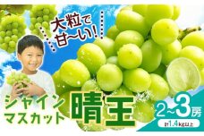 シャインマスカット【晴王】 岡山県産 2〜3房(計1.4kg以上)【先行予約】 株式会社Myself《2025年9月上旬-11月上旬頃出荷》マスカット 送料無料 岡山県 浅口市 ぶどう フルーツ 果物 贈り物 ギフト