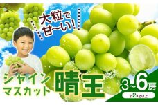 シャインマスカット【晴王】 岡山県産 3〜6房(計2kg以上)【先行予約】 株式会社Myself《2025年9月上旬-11月上旬頃出荷》マスカット 送料無料 岡山県 浅口市 ぶどう フルーツ 果物 贈り物 ギフト