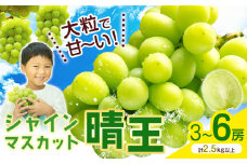 シャインマスカット【晴王】 岡山県産 3〜6房(計2.5kg以上)【先行予約】 株式会社Myself《2025年9月上旬-11月上旬頃出荷》マスカット 送料無料 岡山県 浅口市 ぶどう フルーツ 果物 贈り物 ギフト