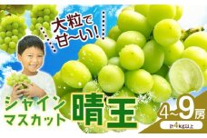 シャインマスカット【晴王】 岡山県産 4〜9房(計4kg以上)【先行予約】 株式会社Myself《2025年9月上旬-11月上旬頃出荷》マスカット 送料無料 岡山県 浅口市 ぶどう フルーツ 果物 贈り物 ギフト
