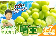 シャインマスカット【晴王】 岡山県産 4〜7房(計3kg以上)【先行予約】 株式会社Myself《2025年9月上旬-11月上旬頃出荷》マスカット 送料無料 岡山県 浅口市 ぶどう フルーツ 果物 贈り物 ギフト