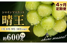 ぶどう シャインマスカット 晴王 600g 1房 4ヶ月定期便 彩美菜果《7月上旬-10月末頃出荷》 マスカット 送料無料 岡山県 浅口市 フルーツ 果物 贈り物 国産 くだもの 果物 7月 8月 9月10月 発送 【配送不可地域あり】